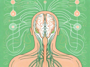 The vagus nerve in a human body