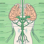The vagus nerve highlighted within the human body