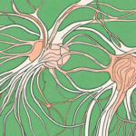 The human nervous system highlighting the vagus nerve
