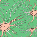 The human nervous system highlighting the vagus nerve