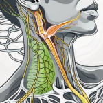 A cross-section of the neck showing the vagus nerve in a pinched state