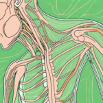 The human body highlighting the nervous system
