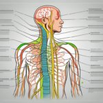 The vagus nerve in the human body