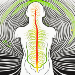 A human silhouette highlighting the pathway of the vagus nerve