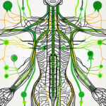 A vagus nerve stimulator device connected to an abstract representation of the human nervous system