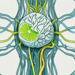 An ice cube subtly transitioning into the image of the vagus nerve