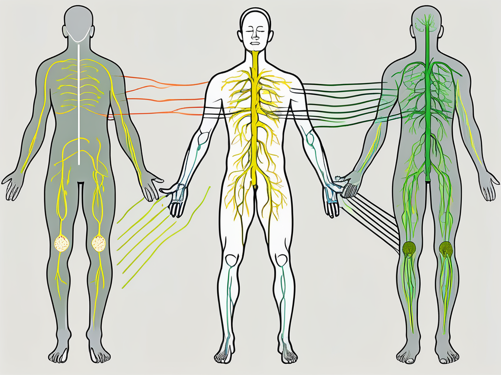 The human body highlighting the path of the vagus nerve