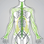 The human body with a focus on the nervous system