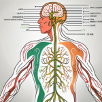 The vagus nerve highlighted in the human body