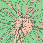 The human nervous system highlighting the vagus nerve