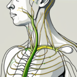 An acupuncture needle gently inserted into a stylized representation of the vagus nerve