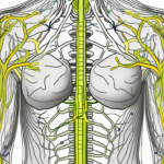 The dorsal vagus nerve in the human body