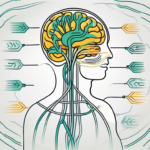 The human body focusing on the vagus nerve running from the brain to the stomach