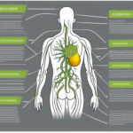 The vagus nerve in the human body
