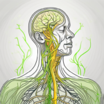 The human body's nervous system highlighting the vagus nerve