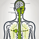 The vagus nerve in a human body with a spotlight on it