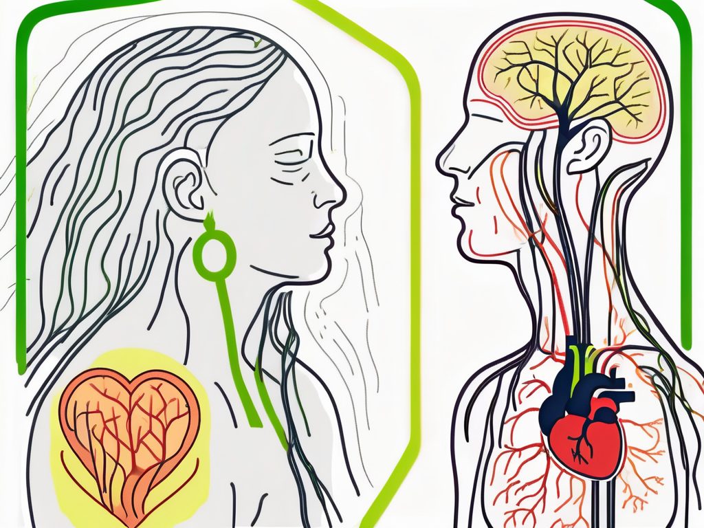The vagus nerve in relation to the heart
