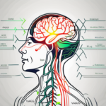 A vagus nerve in the human body highlighted