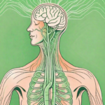 The vagus nerve in the human body