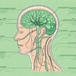 A human silhouette with the vagus nerve highlighted