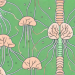 The human nervous system highlighting the vagus nerve