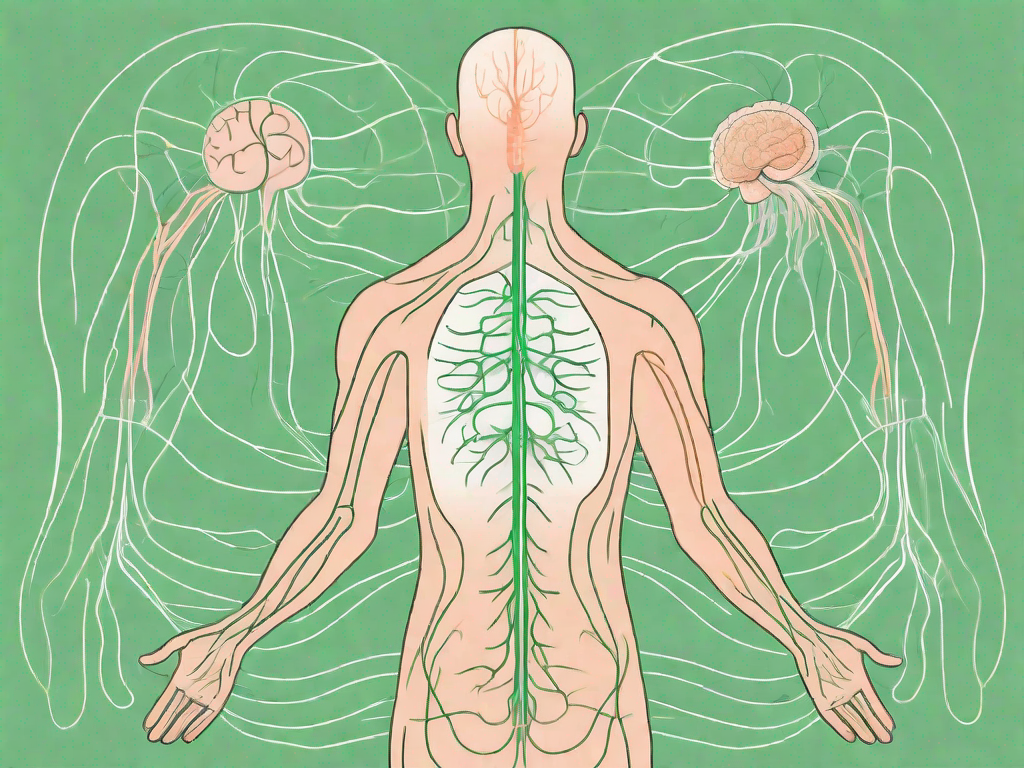 The human nervous system focusing on the vagus nerve