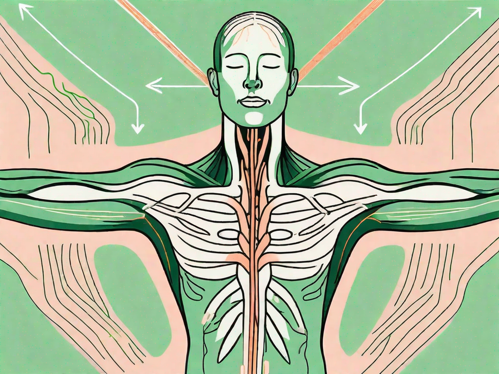 The human body showing the path of the vagus nerve