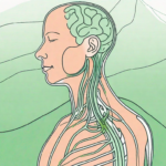 A human neck and upper torso