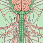 A human nervous system highlighting the vagus nerve