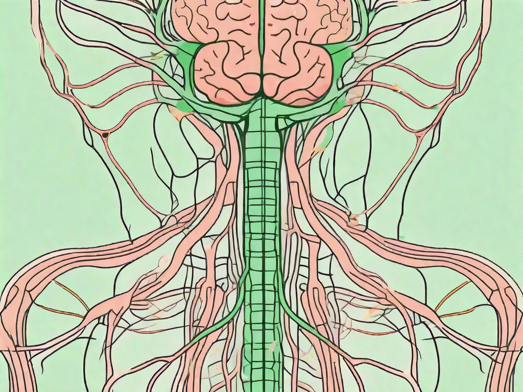 A human nervous system highlighting the vagus nerve