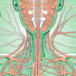 The human body showing the path of the vagus nerve