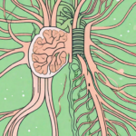 The human nervous system highlighting the vagus nerve
