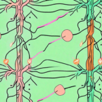 A healthy vagus nerve in bright colors next to a damaged one in dull colors
