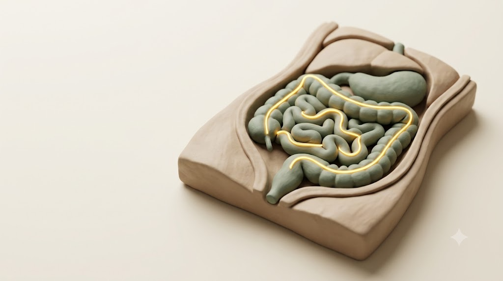 A soft matte clay render of a human gut shown as a torso cross-section, with a single bright golden thread tracing through the internal forms.