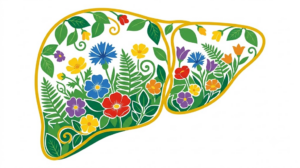 A flat vector illustration of a human liver on a white background.